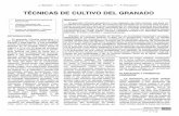 Técnicas de cultivo del granado - redivia.gva.es