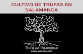 CULTIVO DE TRUFAS EN SALAMANCA