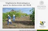 Vigilancia Estratégica para la detección de HLB