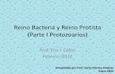 Reino Bacteria y Reino Protista (Parte I Protozoarios)