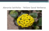 Abronia latifolia Yellow Sand Verbena