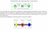 Proteínas de transporte (carriers)