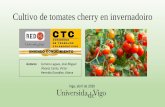 Cultivo de tomates cherry en invernadoiro