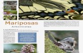 Mariposas Arbor­colas