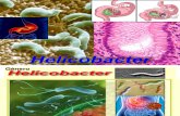 HELICOBACTER 2014.ppt