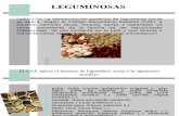 Leguminosas Expo[1]