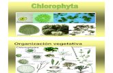 Division Chlorophyta2011a