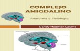 Complejo Amigdalino - Candy Human
