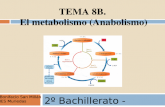 TEMA 8B. El metabolismo (Anabolismo) 2º Bachillerato - Biología Bonifacio San Millán IES Muriedas.