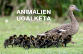 11 Animalien ugalketa