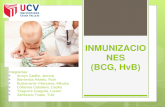 Inmunizaciones (bcg   hv b)