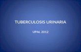 Tuberculosis Urinaria