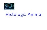 HISTOLOGIA ANIMAL - Ensino que Constr³i Possibilidades ... HISTOLOGIA ‰ O RAMO DA BIOLOGIA QUE