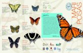 Xochiquetzali Simbolog­a - Monarch Butterfly Fund .de la mariposa monarca, viven una gran cantidad