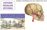 Arteria maxilar interna