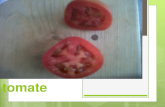 Fruta tomate