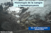 Clase I-1a - Histologia de La Sangre y Hematopoyesis