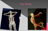 expocicion our body