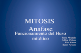 Mitosis Anafase huso mit³tico