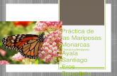 Prctica de-las-mariposas-monarcas