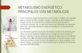 METABOLISMO ENERG‰TICO(Lactacido y Alactacidoy Anaerobico)
