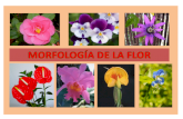 Morfologia Flor