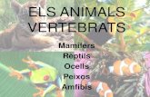 ELS ANIMALS VERTEBRATS - 1. Com sأ³n els mamأ­fers? Sأ³n animals vertebrats. Respiren aire pels pulmons.
