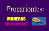 MONERAS (Bacterias)  (Eubacteria) EUBACTERIAS (Reino MONERA) Bacterias tpicas Cianobacterias (nicos procariontes que realizan la fotosntesis) Bacterias nitrificantes
