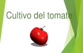 Cultivo del tomate siembra coseha