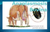 Anaplasmosis en los bovinos