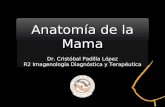 Anatomia radiol³gica Mama
