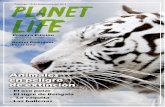 Revista Planet Life