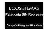 Patagonia sin represas