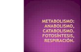 Metabolismo - Fotosintesis