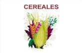 cereales proteinas