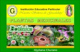 Plantas  medicinales