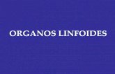 ³rganos linfoides