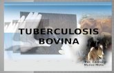 Tuberculosis bovina