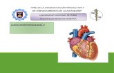 Ciclo cardiaco y ruidos cardiacos