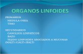 PRIMARIOS a. MEDULA OSEA b. TIMO SECUNDARIOS a. GANGLIOS LINFATICOS b. BAZO c. TEJIDO LINFOIDES ASOCIADOS A MUCOSAS (MALT) (GALT) (BALT)