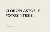 Fotosintesis... ...cloroplastos