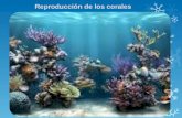 Como se producen los corales22