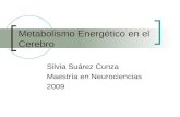Metabolismo Energ©tico en el Cerebro Silvia Surez Cunza Maestr­a en Neurociencias 2009